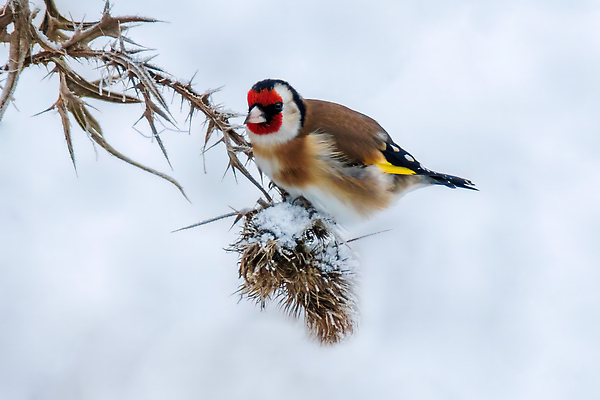 포토 JPG 해외이미지 동물 공원 유럽 야생동물 백그라운드 날개 노래 자연 조류 휴식 앉기 성인 사람없음 야외 목재 컬러풀 뷰티 환경 정원 황무지 큼 가슴 깃털 꼬리 부리 내추럴 궤 동물상 유라시아 해외202310 해외포토 나무 공공시설 나라 아시아 음악 컬러 컨셉 재료 모션 사람 신체부위 조형물 크기 생태계 파일형식