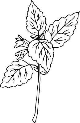 EPS 해외이미지 식물 라이프스타일 손 꽃 잎 꽃무늬 일러스트 자연 잉크 건강 요리 약 농장 정원 화장품 수확 벚꽃 플랫 약초 스케치 허브 그림 유기농 원예 복고 향 판화 내추럴 고립 벡터 해외202310 해외일러스트 웰빙 무늬 농업 의학 미술 취미 생활 신체부위 뷰티 풀_식물 생태계 파일형식