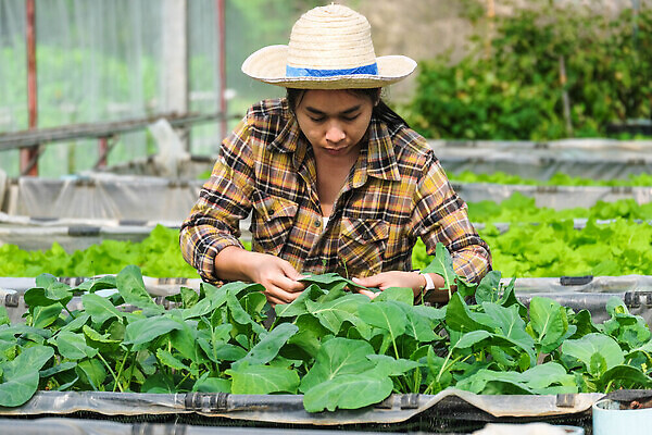 포토 JPG 해외이미지 식물 직업 라이프스타일 계절 행복 음식 백그라운드 잎 밭 농업 채소 비즈니스 자연 노동자 건강 한명 사람 동양인 야외 초록색 여름 농장 환경 정원 수확 성장 시골 작업 보호 농부 확인 유기농 원예 내추럴 돌봄 뒤뜰 묘목 밭일 생태학 온실 원예사 채식주의자 세련 해외202310 해외포토 나무 1 웰빙 교육 감정 산업 컬러 컨셉 모션 인종 취미 생활 생태계 채식 파일형식