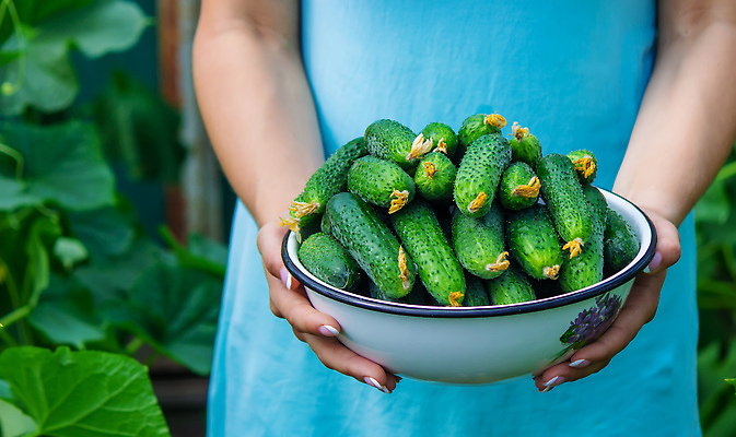 포토 JPG 해외이미지 식물 음식 백그라운드 잎 농업 다이어트 채소 자연 오이 건강 사람 사람없음 초록색 여름 농작물 농장 정원 수확 성장 시골 신선 잡기 시장 농부 수집 먹기 유기농 원예 날것 비타민 내추럴 밭일 숙성 온실 채식주의자 해외202310 해외포토 직업 웰빙 계절 산업 컬러 모션 취미 생태계 채식 영양소 파일형식