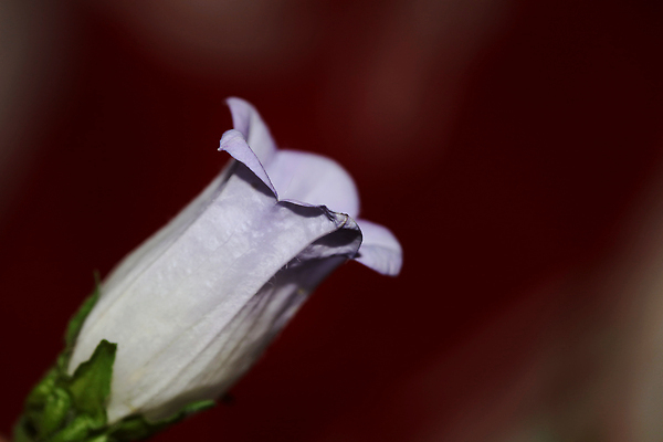 포토 JPG 해외이미지 식물 꽃잎 꽃 컬러 백그라운드 잎 꽃무늬 자연 벽지 휴가 사람없음 장식 초록색 여름 파란색 햇빛 뷰티 환경 정원 보라색 봄 성장 벚꽃 종 흰색 나뭇가지 시골 축하 개화 큼 제비꽃 원예 꽃가루 거인 라일락 내추럴 블루벨 해외202310 해외포토 나무 계절 컨셉 무늬 취미 태양 크기 가루 생태계 파일형식