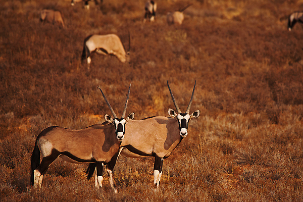 포토 JPG 해외이미지 동물 공원 야생동물 모래 여행 포유류 아프리카 자연 초식동물 건조 뿔 사람없음 야외 물 뷰티 환경 사막 황무지 보호 모래언덕 사파리 생태계 생물학 영양 서식지 남쪽 내추럴 가젤 생태학 전국 칼라하리 해외202310 해외포토 자연요소 공공시설 교육 나라 컨셉 방향 언덕 파일형식