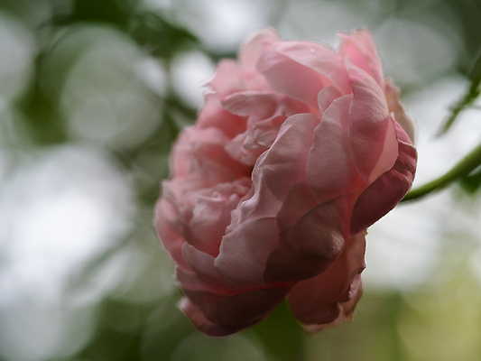 포토 JPG 해외이미지 모양 식물 꽃잎 꽃 잎 꽃무늬 자연 사랑 사람없음 야외 초록색 빛 장미 정원 벚꽃 신선 개화 우아함 닫기 깃털 원예 부드러움 해외202310 해외포토 감정 컬러 컨셉 무늬 모션 취미 감각 생태계 파일형식