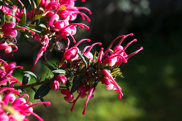 포토 JPG 해외이미지 식물 공원 꽃 유럽 줄기 분홍색 잎 꽃무늬 자동차 자연 사람없음 장식 빨간색 정원 미국 벚꽃 도시 소나무 개화 호주 자주색 꽃집 플라밍고 깃털 꽃가루 브라질 남쪽 내추럴 아마존 영원 브라질사람 해외202310 해외포토 나무 공공시설 나라 육상교통 컬러 북아메리카 무늬 조류 상점 남아메리카 오세아니아 가루 방향 생태계 파일형식