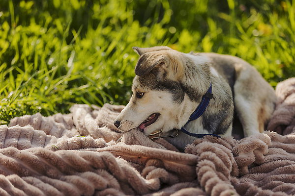 포토 JPG 해외이미지 동물 1 응시 공원 얼굴 백그라운드 장난 포유류 자연 털 건강 사람없음 야외 초록색 반려동물 뷰티 검은색 흰색 개 강아지 위험 먹이 모피 북극 육식동물 늑대 주인 송곳니 내추럴 기르기 시베리아 신앙심 유래 지능 탄수화물 순혈 해외202310 해외포토 시선 공공시설 컬러 컨셉 신체부위 치아 극지방 생태계 돌봄 파일형식
