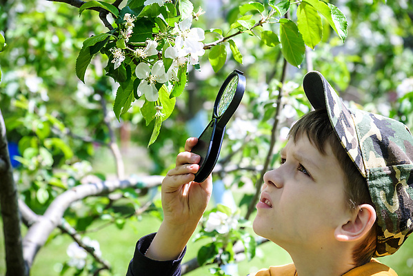 포토 JPG 해외이미지 나무 식물 손 응시 공원 교육 남자 꽃 행복 얼굴 어린이 나비 컨셉 학교 자연 유리 돋보기 주택 실험 사랑 한명 사람 소년 취미 야외 학습 환경 정원 봄 탐험 벚꽃 잡기 체리 확대 손목시계 탐사 발견 해외202310 해외포토 1 시선 계절 공공시설 감정 시계 곤충 과일 장신구 모션 재질 건물 신체부위 생태계 파일형식