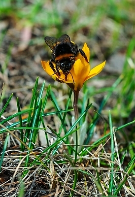 포토 JPG 해외이미지 동물 디자인 꽃 야생동물 곤충 절지류 오렌지 자연 무척추동물 사람없음 파란색 보라색 봄 들꽃 성장 벚꽃 인사 신선 신용카드 개화 수분 벌 수집 제비꽃 속도 꿀 솜털 삼림지대 호박벌 해외202310 해외포토 식물 계절 컬러 과일 금융 예절 벌_곤충 숲 생태계 파일형식