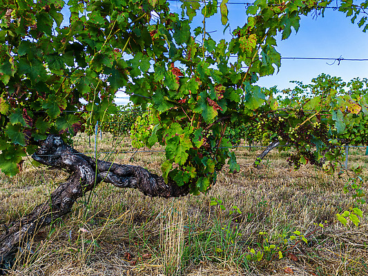 포토 JPG 해외이미지 식물 계절 산업 음식 잎 농업 과일 자연 포도 매달리기 풍경 사람없음 빨간색 초록색 여름 농장 농경지 와인 버섯 봄 손상 수확 시골 질병 공격 다발 포도밭 포도나무 기생충 곰팡이 양조 양조장 증상 해외202310 해외포토 컬러 컨셉 밭 의학 모션 주류 바이러스 과일나무 생태계 파일형식
