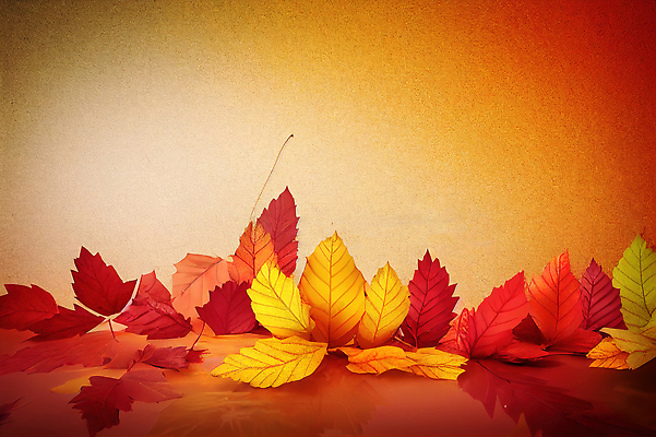 포토 JPG 해외이미지 나무 템플릿 디자인 계절 백그라운드 잎 꽃무늬 오렌지 일러스트 자연 추상 실내 선물 서기 풍경 사람없음 그래픽 장식 상자 노란색 유행 3D 세일 공백 무대 가을 상품 만화 전시회 받침대 진열장 만들기 쇼 장면 단상 10월 승자 지휘대 파스텔톤 목업 미니멀 비어있는 해외202310 해외일러스트 식물 꽃 컬러 무늬 과일 모션 내부 전시 날짜 디지털합성 생태계 파일형식