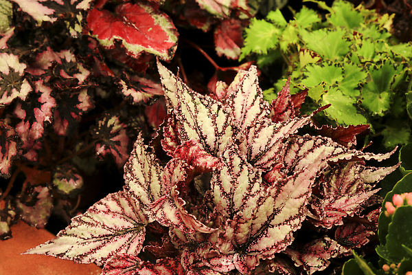 포토 JPG 해외이미지 식물 꽃 화분 화초 분홍색 백그라운드 잎 꽃무늬 패턴 자연 벽지 열쇠 불꽃 사람없음 장식 빨간색 초록색 뷰티 갈색 머리 정원 보라색 줄무늬 활발 벚꽃 신선 화려 개화 자주색 순수 묘사 원예 질감 내추럴 다육식물 이국적 세련 해외202310 해외포토 컬러 컨셉 무늬 불 취미 신체부위 생태계 파일형식