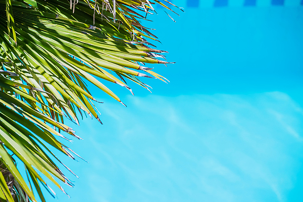 포토 JPG 해외이미지 나무 식물 디자인 계절 음식 바다 컬러 섬 여행 잎 패턴 자연 벽지 하늘 휴가 휴식 손바닥 사람없음 야외 초록색 물 여름 파란색 태양 뷰티 정원 맑음 봄 흰색 나뭇가지 정상 숲 질감 코코넛 내추럴 이국적 파라다이스 카피스페이스 그리너리 해외202310 해외포토 자연요소 손 컨셉 무늬 과일 날씨 공백 생태계 파일형식 트랜드컬러