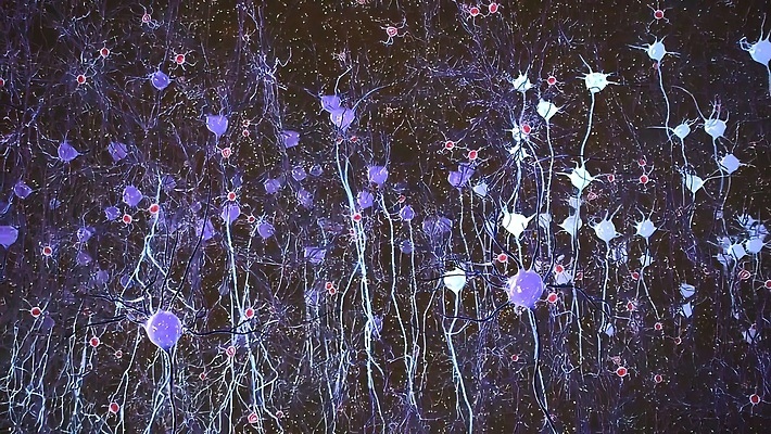 포토 JPG 해외이미지 감정 과학 백그라운드 이동 신체 해부 생물 세포 건강 사람 사람없음 빛 약 에너지 마음 네트워크 감각 맥박 불안 뇌 생물학 신호 만들기 전자 전염 시스템 전송 해외202310 해외포토 교육 컨셉 의학 모션 질병 감염 파일형식