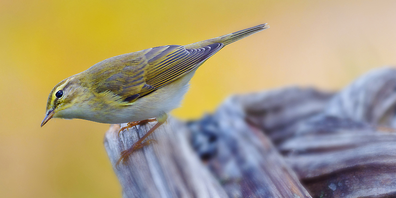 포토 JPG 해외이미지 동물 척추동물 한마리 야생동물 자연 조류 사람없음 야외 뷰티 환경 다양 스페인 숲 깃털 환경보전 생태계 생물학 부리 생태학 해외202310 해외포토 1 교육 유럽 다수 사회이슈 파일형식