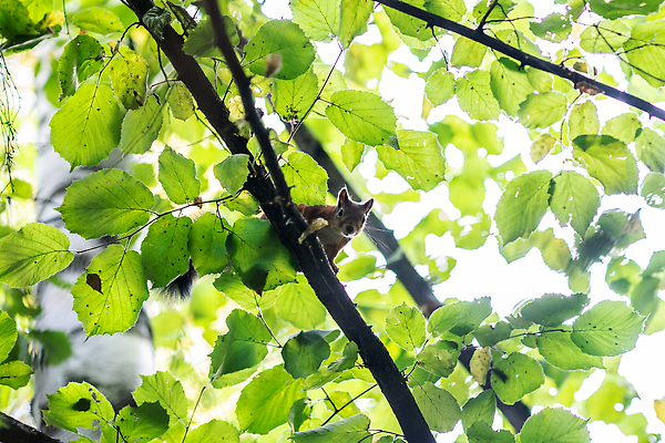 포토 JPG 해외이미지 나무 동물 1 디자인 공원 야생동물 백그라운드 잎 오렌지 장난 포유류 자연 생물 털 미술 사람없음 야외 목재 빨간색 초록색 뷰티 갈색 회색 견과류 흰색 나뭇가지 아기 설치류 숲 작음 만화 모피 먹기 심볼 꼬리 다람쥐 도토리 솜털 서식지 내추럴 해외202310 해외포토 식물 공공시설 컬러 과일 재료 모션 문화예술 사람 크기 생태계 파일형식
