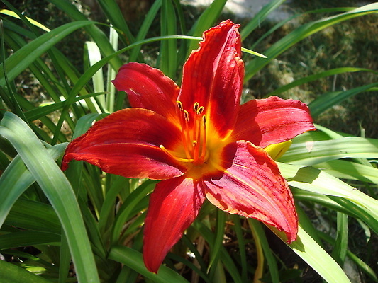 포토 JPG 해외이미지 식물 계절 꽃잎 꽃 컬러 잎 꽃무늬 패턴 오렌지 자연 사람없음 야외 빨간색 초록색 여름 컬러풀 뷰티 정원 봄 활발 벚꽃 신선 개화 우아함 백합 꽃집 묘사 유기농 원예 꽃가루 진홍색 내추럴 꽃수술 해외202310 해외포토 웰빙 컨셉 무늬 과일 취미 상점 가루 생태계 파일형식