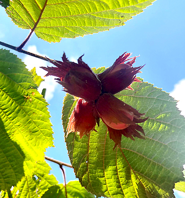 포토 JPG 해외이미지 나무 식물 꽃 음식 백그라운드 잎 농업 과일 재료 자연 디저트 건강 씨앗 사람없음 야외 빨간색 초록색 여름 갈색 환경 정원 견과류 성장 가을 흰색 나뭇가지 신선 그룹 숲 유기농 내추럴 개암나무 숙성 채식주의자 헤이즐넛 개암 해외202310 해외포토 웰빙 계절 열매 산업 컬러 생태계 채식 파일형식