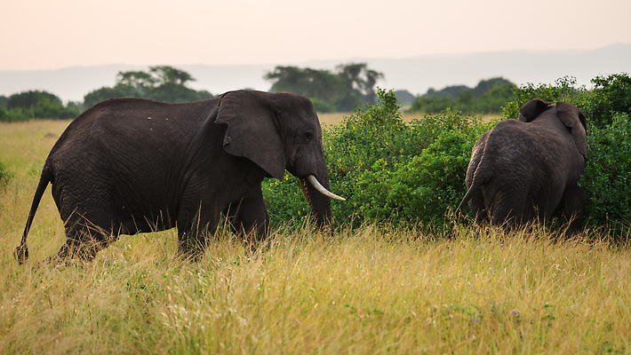 포토 JPG 해외이미지 동물 야생동물 여행 포유류 아프리카 자연 코끼리 파노라마 국립공원 사람없음 야외 관광지 환경 황무지 사파리 생태계 서식지 내추럴 동물상 우간다 해외202310 해외포토 공원 나라 촬영기법 조형물 파일형식