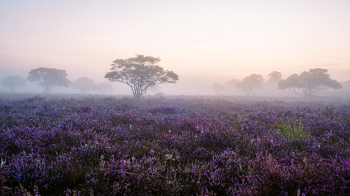 포토 JPG 해외이미지 나무 식물 공원 꽃 유럽 분홍색 여행 밭 자연 하늘 아침 사람없음 야외 컬러풀 일출 보라색 하이킹 안개 벚꽃 시골 개화 허브 제비꽃 언덕 네덜란드 내추럴 뿌연 해외202310 해외포토 주간 공공시설 나라 컬러 농업 레저 날씨 노을 생태계 파일형식
