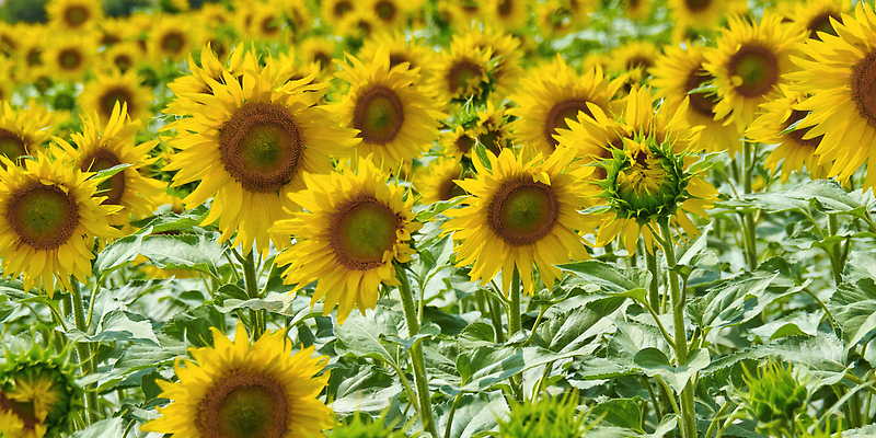 포토 JPG 해외이미지 식물 계절 꽃 문화 컬러 잎 밭 농업 자연 해바라기 씨앗 풍경 사람없음 야외 초록색 농작물 태양 농장 농경지 노란색 맑음 성장 벚꽃 시골 업무 개화 땅 장면 밭일 해외202310 해외포토 자연요소 산업 날씨 작업 생태계 파일형식