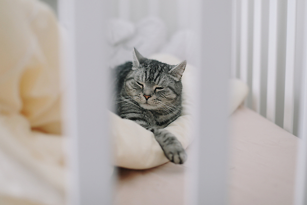 포토 JPG 해외이미지 동물 라이프스타일 응시 가정 휴식 수염 아파트 주택 털 실내 사람없음 내부 반려동물 귀여움 고양이 줄무늬 우정 방 회색 잠 모피 호기심 부드러움 얼룩무늬 리빙 스코틀랜드 안락 순혈 해외202310 해외포토 시선 감정 컬러 컨셉 무늬 포유류 영국 건물 생활 친구 감각 파일형식
