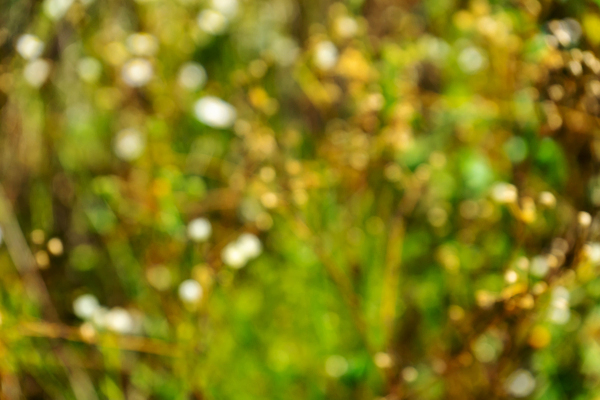 포토 JPG 해외이미지 식물 디자인 계절 공원 꽃 컬러 백그라운드 잎 꽃무늬 패턴 밭 자연 아침 추상 풍경 잔디 사람없음 초록색 여름 빛 컬러풀 햇빛 태양 뷰티 맑음 침묵 일몰 봄 가을 시골 신선 황금 숲 보케 부드러움 내추럴 블러 해외202310 해외포토 주간 자연요소 공공시설 무늬 농업 날씨 노을 소리 감각 생태계 파일형식