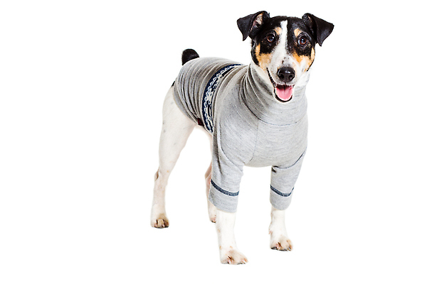 포토 JPG 해외이미지 동물 응시 옷 백그라운드 포유류 실내 사람없음 빨간색 반려동물 뷰티 갈색 카메라 회색 흰색 개 매끈함 테리어 사냥 여우 철사 송곳니 고립 기르기 옛날 유래 특별함 순종 순혈 해외202310 해외포토 시선 컬러 컨셉 내부 전자제품 감각 치아 왕 돌봄 파일형식