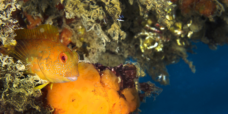 포토 JPG 해외이미지 동물 야생동물 바다 자연 어류 사람없음 야외 뷰티 환경 바닷속 수중 다양 보호 지중해 환경보전 생태계 다이빙 생물학 암초 깊이 생태학 해외202310 해외포토 교육 다수 컨셉 수영 수중동물 사회이슈 수중스포츠 파일형식