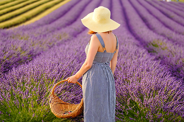 포토 JPG 해외이미지 원피스 여자 꽃밭 한명 들기 상반신 성인 옆모습 바구니 보라색 분위기 허브 밀짚모자 라벤더 성인여자한명만 해외202310 해외포토 식물 모자_잡화 1 옷 꽃 뷰포인트 컬러 컨셉 모션 사람 여자한명만 성인여자만 파일형식