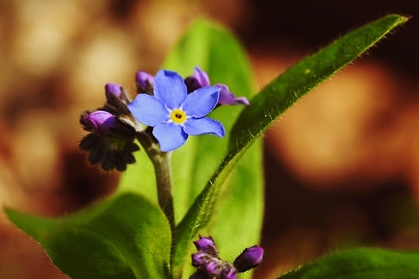 포토 JPG 해외이미지 식물 계절 꽃잎 꽃 컬러 백그라운드 잎 꽃무늬 자연 사람없음 야외 장식 초록색 여름 파란색 컬러풀 뷰티 노란색 머리 정원 봄 낭만 들꽃 벚꽃 신선 개화 작음 묘사 내추럴 해외202310 해외포토 컨셉 무늬 신체부위 크기 생태계 파일형식