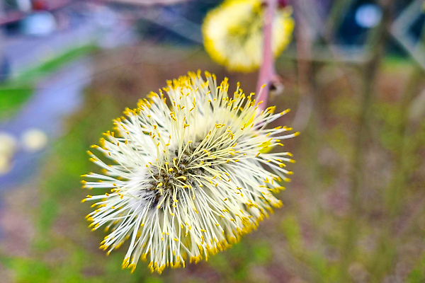포토 JPG 해외이미지 나무 식물 계절 공원 꽃 줄기 백그라운드 잎 곡선 일러스트 자연 부활절 새로움 사람없음 야외 장식 초록색 파란색 뷰티 노란색 환경 정원 봄 성장 벚꽃 나뭇가지 신선 숲 4월 버드나무 관목 장면 내추럴 고립 현실 해외202310 해외포토 공공시설 기념일 선 컬러 컨셉 날짜 생태계 파일형식