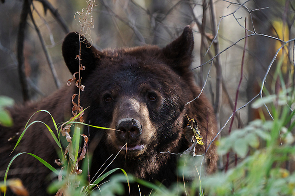 포토 JPG 해외이미지 야생동물 캐나다 곰 포유류 초식동물 털 사람없음 여름 위험 큼 육식동물 서식지 수유 해외202310 해외포토 동물 계절 컨셉 북아메리카 크기 파일형식