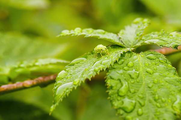 포토 JPG 해외이미지 식물 줄기 단풍 잎 패턴 자연 생물 사람없음 야외 초록색 새싹 정원 성장 가을 나뭇가지 신선 막대기 그룹 숲 묘사 유기농 질감 생물학 날것 뿌리 내추럴 강렬 땅바닥 떠남 해외202310 해외포토 나무 웰빙 계절 교육 컬러 무늬 모션 바닥 생태계 파일형식