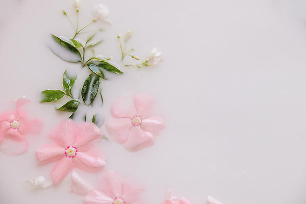 포토 JPG 해외이미지 라이프스타일 웰빙 꽃잎 꽃 분홍색 백그라운드 꽃무늬 휴식 건강 사람없음 치료 뷰티 스파 목욕 봄 화장품 기쁨 젖음 우유 벚꽃 흰색 고급 닫기 소중 피부관리 유기농 스킨케어 아로마테라피 내추럴 위생관리 해외202310 해외포토 식물 계절 감정 컬러 컨셉 무늬 의학 모션 유제품 관리 생활 청결 테라피 파일형식