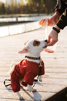 포토 JPG 해외이미지 손 공원 겨울 신체부위 산책 추위 강아지 먹이 목줄 강아지옷 잭러셀테리어 해외202310 해외포토 계절 공공시설 휴식 사람 반려동물 개 테리어 애견용품 파일형식 반려용품