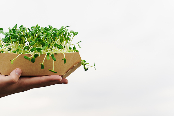 포토 JPG 해외이미지 식물 백인 라이프스타일 남자 음식 밭 농업 채소 자연 건강 사람 성인 사람없음 야외 초록색 여름 햇빛 농장 새싹 정원 봄 성장 가을 신선 도시 작업 농부 상추 일회용 에코 유기농 생태계 원예 날것 국산 내추럴 밭일 생태학 원예사 채식주의자 비건 해외202310 해외포토 서양인 직업 웰빙 계절 교육 산업 컬러 취미 생활 태양 환경 채식 파일형식