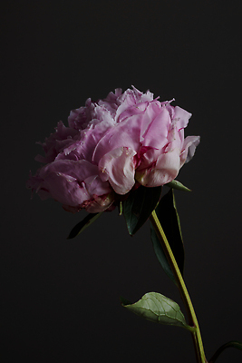 포토 JPG 해외이미지 식물 꽃 분홍색 컬러 꽃무늬 자연 휴가 선물 사랑 사람없음 뷰티 유행 어둠 낭만 벚꽃 신선 작약 정물화 어머니의날 미니멀리스트 해외202310 해외포토 기념일 감정 컨셉 무늬 그림 생태계 미국문화 파일형식