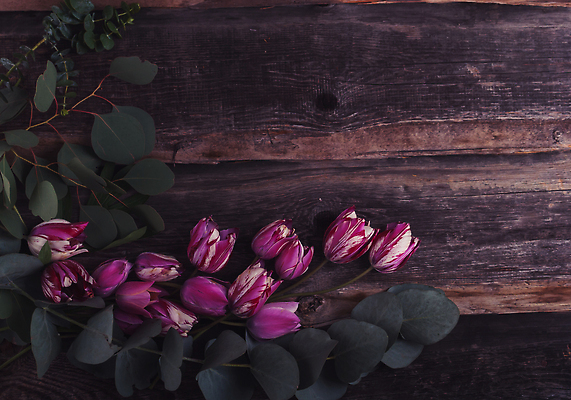 포토 JPG 해외이미지 식물 디자인 꽃 분홍색 꽃다발 결혼 백그라운드 잎 꽃무늬 패턴 자연 휴가 프레임 사랑 사람없음 목재 장식 초록색 여름 우주 봄 낭만 수확 벚꽃 흰색 나뭇가지 시골 인사 신용카드 생일 플랫 복고 초대 위치 내추럴 옛날 유칼립투스 스타일 해외202310 해외포토 나무 계절 기념일 감정 컬러 컨셉 무늬 농업 재료 이벤트 금융 예절 생태계 파일형식