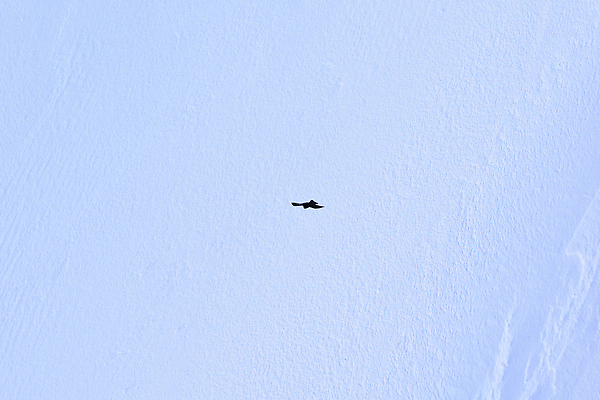 포토 JPG 해외이미지 계절 유럽 겨울 자연 조류 휴가 스키 산 풍경 사람없음 야외 얼음 추위 프랑스 흰색 독수리 암초 샤모니 절정 해외202310 해외포토 자연요소 동물 나라 컬러 겨울스포츠 생태계 파일형식