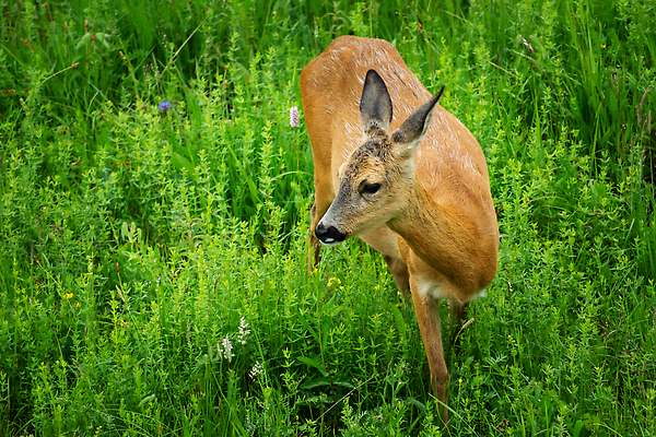 포토 JPG 해외이미지 동물 응시 여자 유럽 야생동물 백그라운드 밭 포유류 자연 사슴 털 서기 잔디 사람없음 야외 초록색 여름 갈색 봄 임신 게임 관찰 신선 닫기 사냥 공터 내추럴 동물상 암사슴 반추동물 해외202310 해외포토 식물 시선 계절 나라 컬러 농업 모션 놀이 사람 조형물 암컷 생태계 파일형식