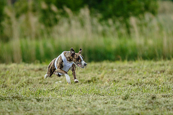 포토 JPG 해외이미지 동물 공원 행복 스포츠 셔츠 밭 포유류 모션 자연 놀이 건강 사람없음 야외 초록색 달리기 햇빛 뷰티 우주 정원 맑음 점프 검은색 경쟁 에너지 레이싱 잡기 개 유혹 강의 테리어 속도 호기심 사냥 사냥개 섬광 순간 순혈 해외202310 해외포토 공공시설 감정 컬러 컨셉 상의 농업 날씨 시합 태양 생태계 파일형식