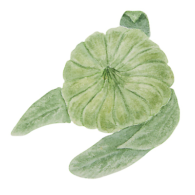 포토 JPG 해외이미지 클립아트 식물 꽃잎 꽃 포스터 결혼 꽃무늬 오렌지 일러스트 자연 해바라기 건강 미술 사람없음 치료 약 노란색 화장품 들꽃 성장 직물 인쇄 스케치 약국 꽃집 허브 그림 에코 원예 데이지 초대 화단 손그림 거베라 아로마테라피 금잔화 고립 엘리먼트 자연요법 캐모마일 포장소품 현실 해외202310 해외일러스트 컬러 무늬 과일 포장 의학 문화예술 이벤트 취미 뷰티 환경 상점 오브젝트 생태계 테라피 포장재료 파일형식