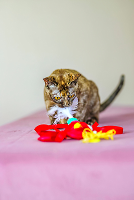 포토 JPG 해외이미지 사람없음 장난감 귀여움 고양이 해외202310 해외포토 컨셉 포유류 반려동물 파일형식