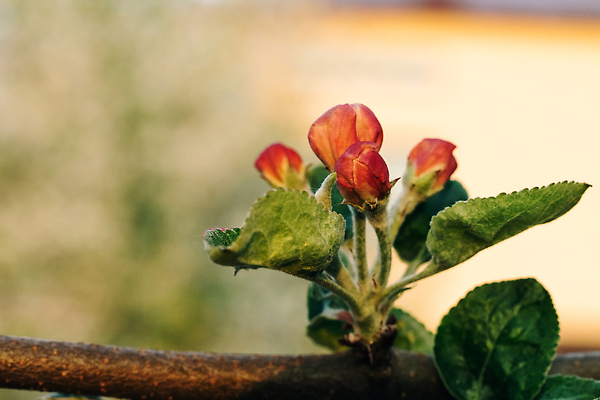 포토 JPG 해외이미지 나무 식물 계절 꽃잎 꽃 잎 농업 과일 봄꽃 바람 건강 사람없음 야외 초록색 햇빛 뷰티 환경 정원 맑음 낭만 성장 벚꽃 흰색 나뭇가지 사과 과수원 유기농 생태계 보케 꽃가루 꿀 생태학 해외202310 해외포토 자연요소 웰빙 교육 산업 컬러 컨셉 날씨 태양 봄 가루 파일형식