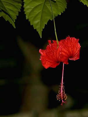 포토 JPG 해외이미지 꽃잎 꽃 자연 멕시코 사람없음 빨간색 초록색 열대우림 히비스커스 해외202310 해외포토 식물 컬러 북아메리카 숲 생태계 파일형식