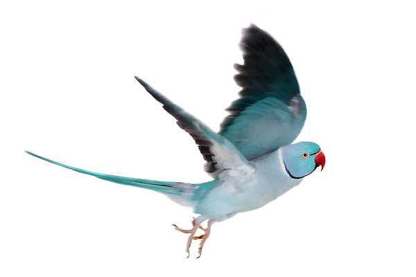 포토 JPG 해외이미지 사람없음 반려동물 앵무새 해외202310 해외포토 동물 조류 파일형식