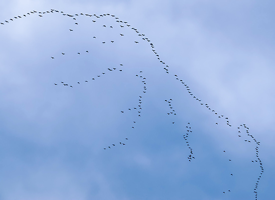 포토 JPG 해외이미지 동물 외관 계절 실루엣 야생동물 백그라운드 패턴 날개 자연 벽지 조류 하늘 풍경 사람없음 야외 뷰티 검은색 황혼 자유 흰색 그룹 군중 깃털 질감 비둘기 내추럴 고립 식민지 혼란 많음 해외202310 해외포토 컬러 컨셉 무늬 촬영기법 사람 일몰 생태계 파일형식