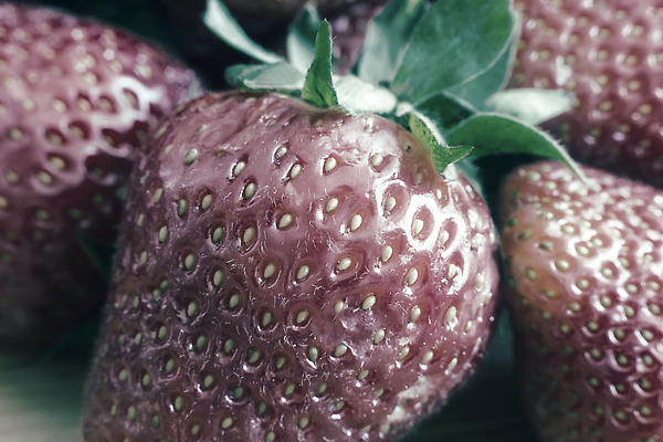 포토 JPG 해외이미지 식물 접시 계절 열매 음식 컬러 백그라운드 잎 농업 다이어트 과일 재료 자연 탁자 딸기 디저트 건강 사람없음 목재 가로 빨간색 초록색 여름 귀여움 신선 그룹 시장 달콤 아침식사 유기농 비타민 제비 내추럴 점심식사 거짓말 숙성 채식주의자 맛있는 해외202310 해외포토 나무 식기 웰빙 산업 가구 컨셉 조류 식사 맛 생태계 채식 영양소 파일형식