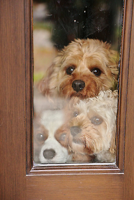 포토 JPG 해외이미지 동물 응시 감정 얼굴 백그라운드 컨셉 창문 친절 주택 함께함 3 사랑 사람없음 반려동물 갈색 머리 문 꿈 표현 인사 기다림 개 예측 동료 흥분 환영 주인 기르기 복종 유래 헬프 혼자 실종 해외202310 해외포토 시선 컬러 포유류 관계 모션 건물 신체부위 예절 도움 사건 돌봄 파일형식