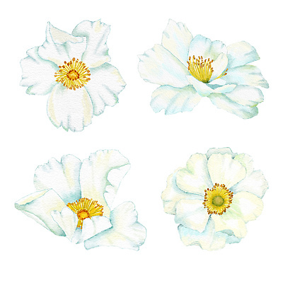 포토 JPG 해외이미지 클립아트 식물 꽃잎 꽃 줄기 꽃다발 결혼 백그라운드 잎 꽃무늬 일러스트 자연 수채화 사람없음 그래픽 장식 초록색 여름 파란색 뷰티 장미 정원 봄 낭만 수확 벚꽃 흰색 나뭇가지 개화 우아함 엉덩이 허브 그림 복고 초대 손그림 내추럴 고립 빅토리아 그리너리 해외202310 해외일러스트 나무 계절 컬러 컨셉 무늬 농업 이벤트 신체부위 생태계 파일형식 트랜드컬러