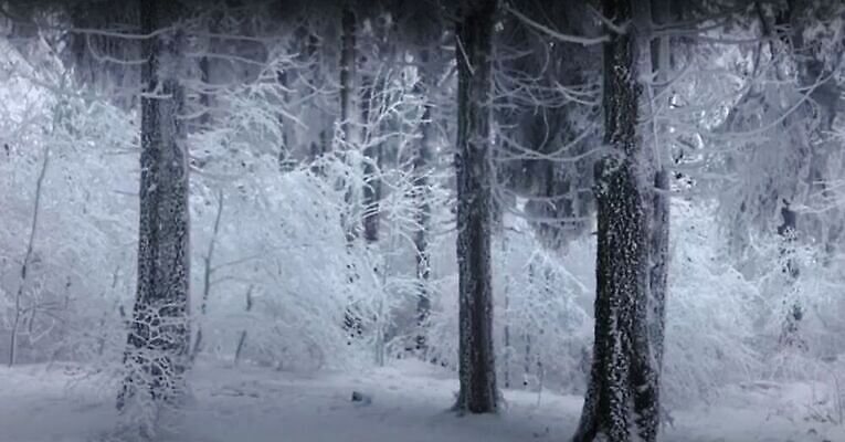 포토 JPG 해외이미지 나무 계절 공원 줄기 백그라운드 낙엽 겨울 자연 하늘 날씨 사람없음 야외 목재 파란색 빛 뷰티 환경 냉동 침묵 추위 흰색 나뭇가지 시골 신선 최고 황무지 티켓 숲 시원함 흐림 내추럴 벌거벗은 폭설 눈내림 카피스페이스 해외202310 해외포토 식물 공공시설 컬러 잎 재료 눈_날씨 소리 공백 자연재해 생태계 파일형식